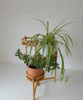 Vintage Bamboo Plant Stand Set, 1970s Boho Tiered Folding Stand